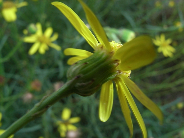 Senecio inaequidens / Senecione sudafricano